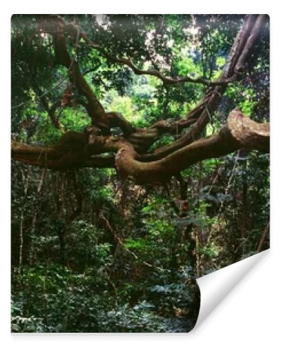 tropical trees in rainforest