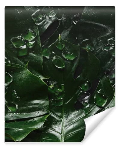 top view of beautiful green wet tropical leaves and ice cubes