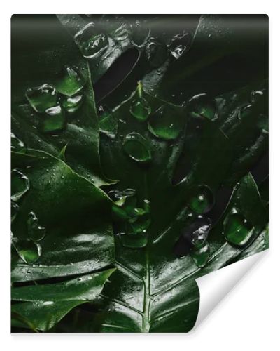 close-up view of beautiful green wet tropical leaves and ice cubes