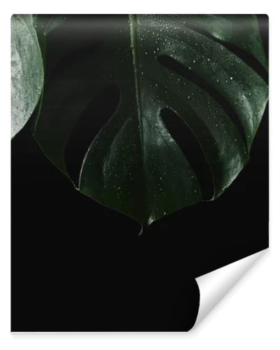 close-up view of beautiful green wet monstera leaves isolated on black