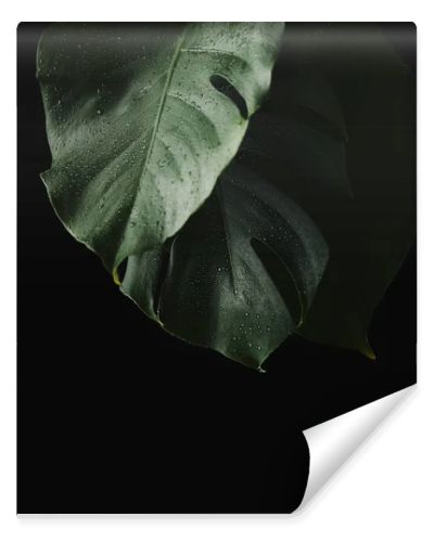 close-up view of green wet monstera leaves isolated on black 