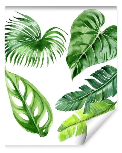 Exotic tropical hawaiian palm tree leaves isolated on white. Watercolor background illustration set. 