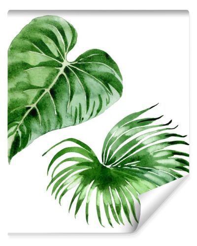 Exotic tropical hawaiian palm tree leaves isolated on white. Watercolor background illustration set. 