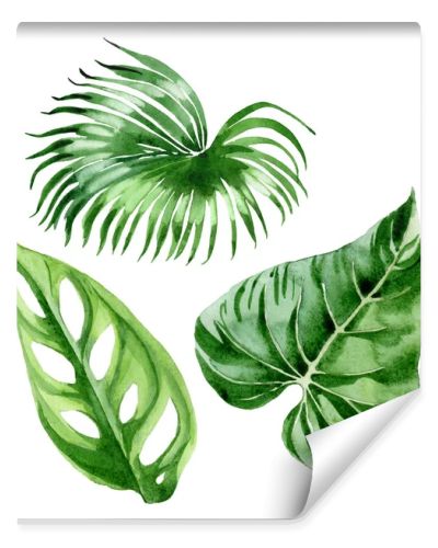 Exotic tropical hawaiian palm tree leaves isolated on white. Watercolor background illustration set. 