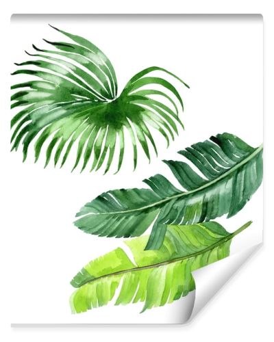 Exotic tropical hawaiian palm tree leaves isolated on white. Watercolor background illustration set. 