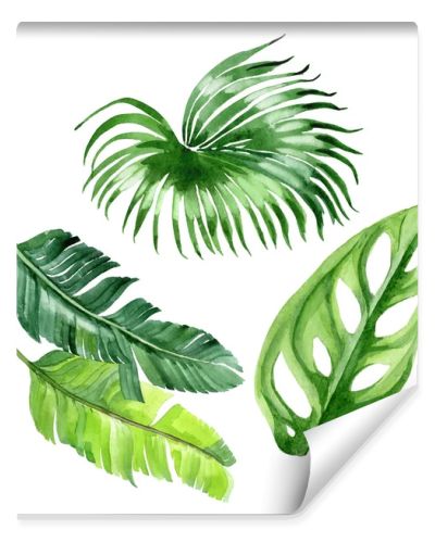 Exotic tropical hawaiian palm tree leaves isolated on white. Watercolor background illustration set. 