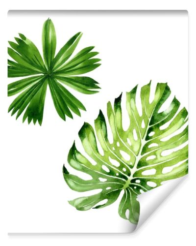 Palm beach tree leaves jungle botanical. Watercolor background illustration set. Isolated leaf illustration element.