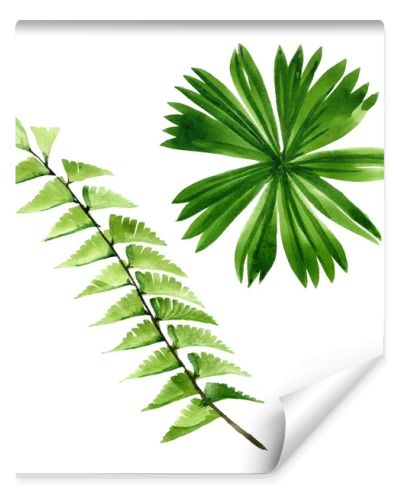 Palm beach tree leaves jungle botanical. Watercolor background illustration set. Isolated leaf illustration element.