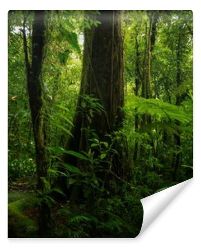 Tropical forest with a tree on the background of a forest 