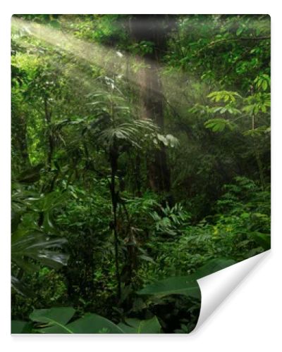 Tropical forest with a tree on the background of a forest 