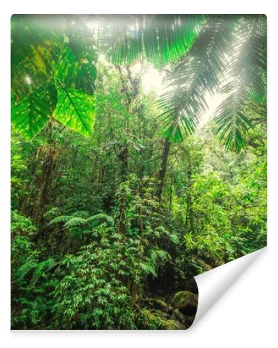 Thick vegetation in Basse Terre jungle in Guadeloupe. Lesser Antilles, Caribbean