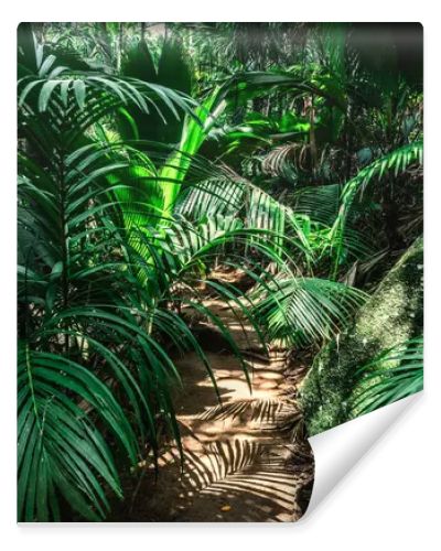 Path in the jungle surrounded by thick vegetation. Seychelles, Africa