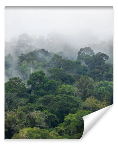 Fog covers greenery area inside tropical rainforest in rainy season.