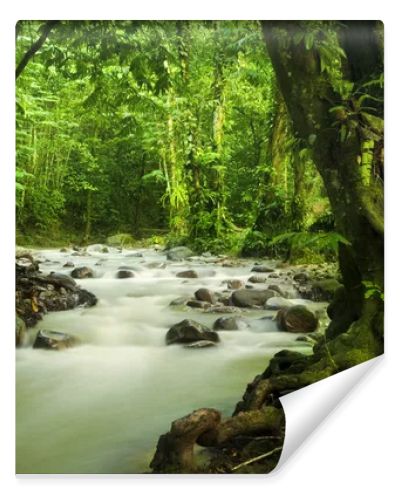 Tropical rainforest and river