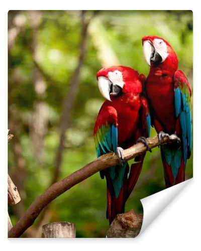 Colorful scarlet macaw perched on a branch