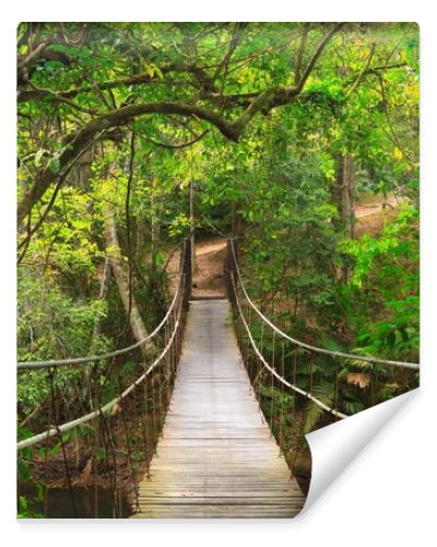 Bridge to the jungle,Khao Yai national park,Thailand