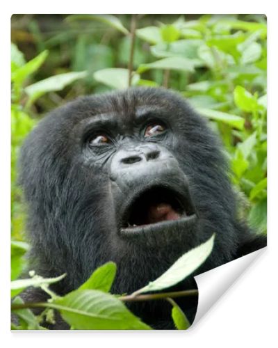 Mountain Gorilla in Volcano National Park (Rwanda)