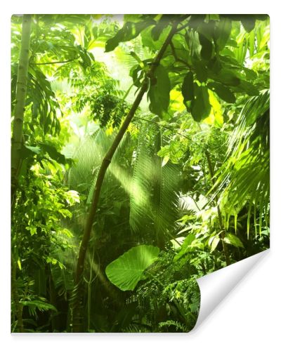 Tropical forest, trees in sunlight and rain