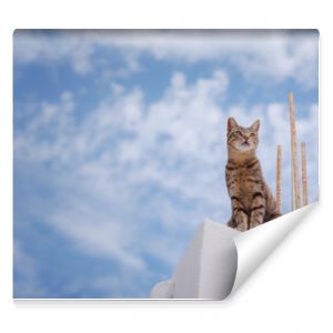 koty leżą na dachach białych domów w mieście Lindos Stray lub Feral Cats na wyspie Rodos w Grecji Zabytek historyczny