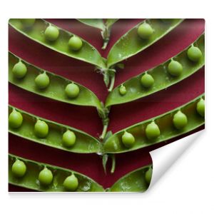 Green pea pods laid out on a red background. Top view. Food concept.