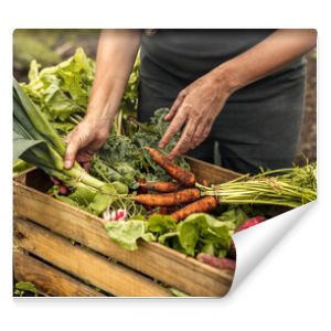 Vegetable farmer arranging freshly picked produce into a crate