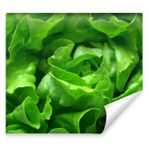 butterhead lettuce 1