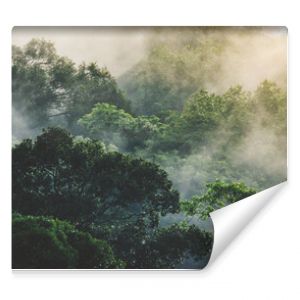 panorama banner background of tropical forest landscape scene for using in concept of environmental ecology and sustainable energy or Earth day, wild wood scenic using for wallpaper of spa and tourism