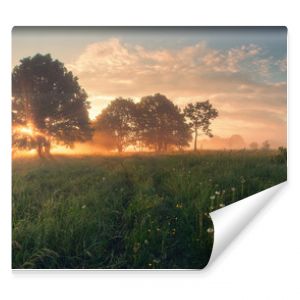 Colorful spring sunrise on meadow