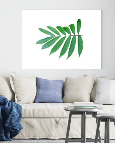 green palm leaf isolated on white background 