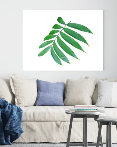 green palm leaf isolated on white background 