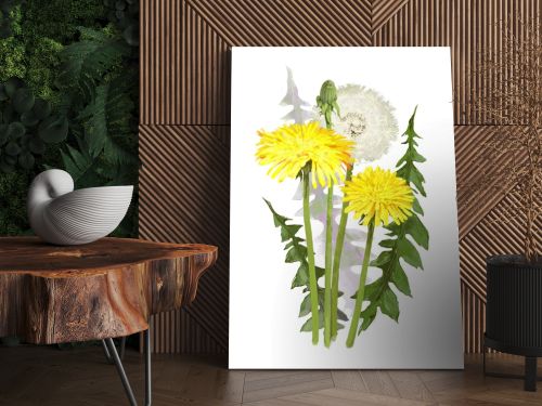 dandelion
