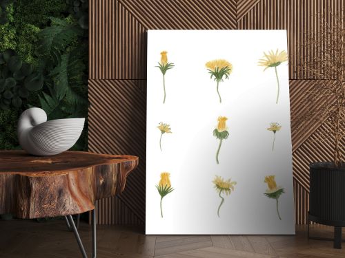 Watercolor yellow dandelions set illustration. Hand drawn botanical wildflowers print.