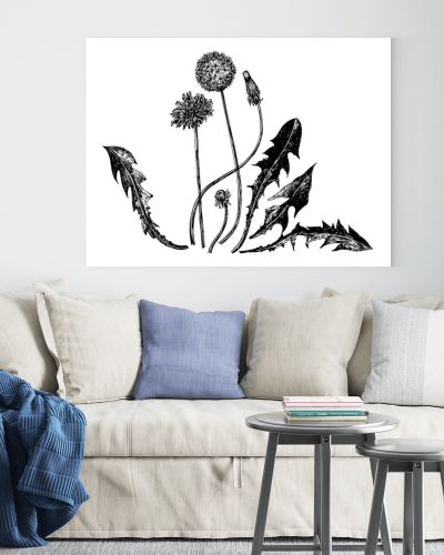 Vector illustrations of dandelions drawn with a black line on a white background.