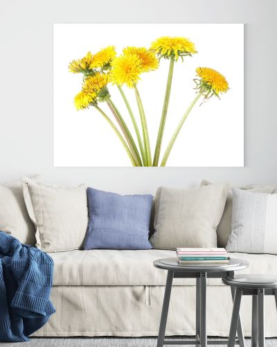 Yellow dandelion flowers isolated on a white background. Dandelion bouquet.