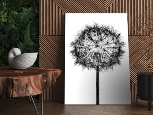 White bloom head Dandelion flower isolated on black background.