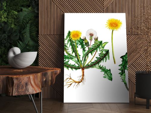 Isolated botanical illustration of  watercolor dandelion