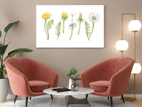 Watercolor dandelion isolated on white background