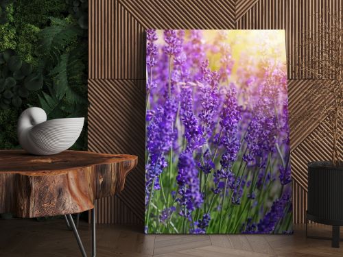 Garden lavender flowers