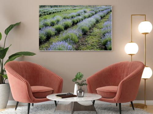 rows of purple lavender blooming on farmland