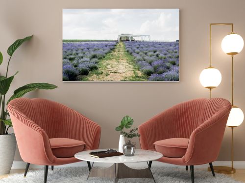 field with blooming purple lavender in plant nursery
