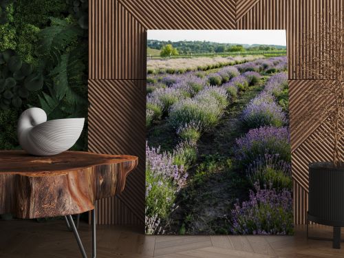 rows of violet lavender blooming in field