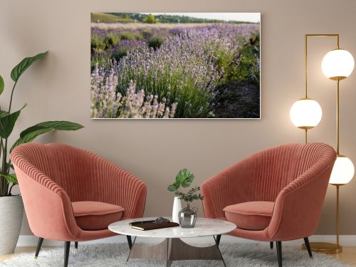 close up view of lavender flowers blossoming in meadow