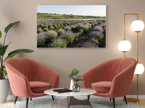 rows of blooming lavender bushes in summer field