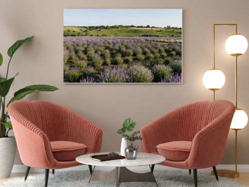 lavender flowers blooming in meadow on summer day