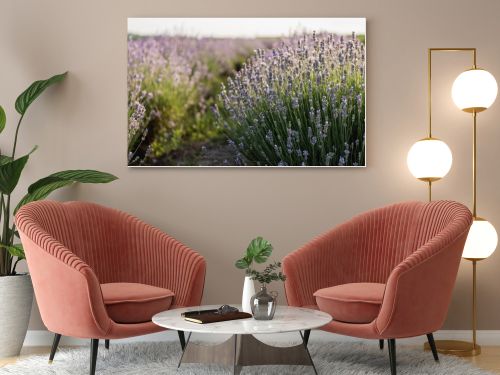 close up view of purple lavender blooming in meadow