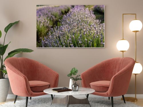 close up view of rows with flowering lavender in field