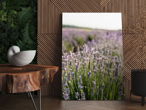 close up view of lavender flowers blooming in summer meadow