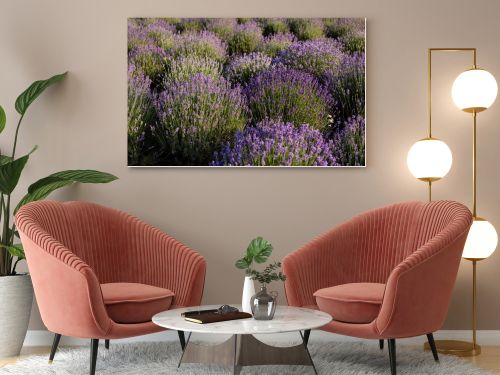 bushes of violet lavender blossoming in meadow