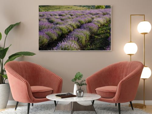 rows of flowering lavender bushes in meadow