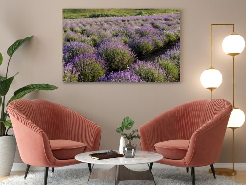 rows of lavender flowering in plant nursery
